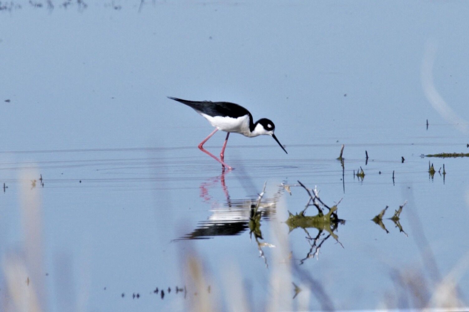 Stilt